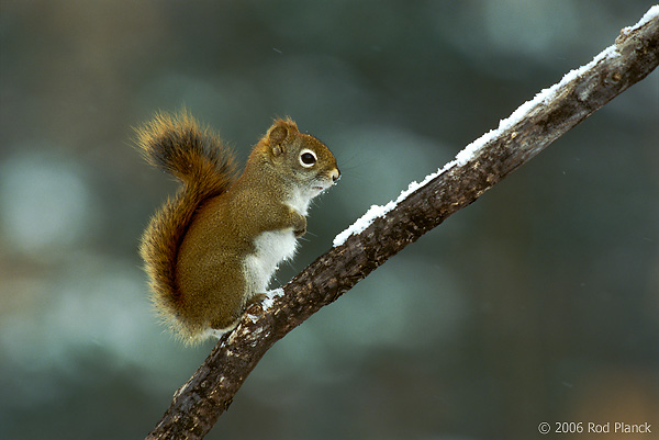 Red Squirrel, Winter