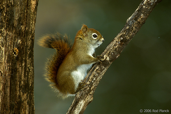 Red Squirrel, Winter