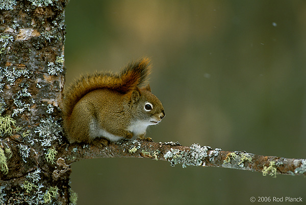 Red Squirrel, Winter