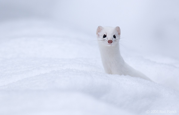 Short-tailed Weasel, Hunting Small Rodents in Snow