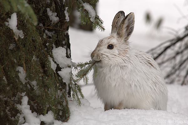 Snowshoe Hare (Lepus americanus), Winter