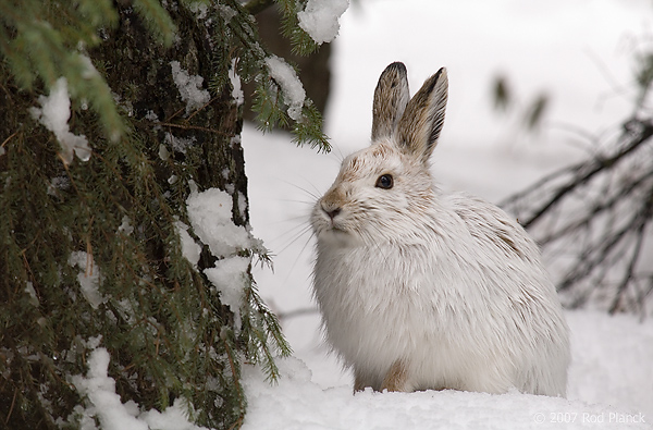 Snowshoe Hare (Lepus americanus), Winter