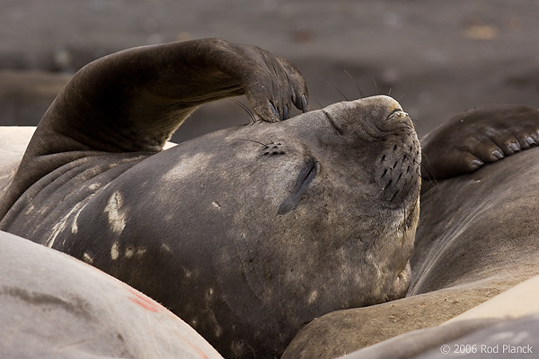 Southern Elephant Seal