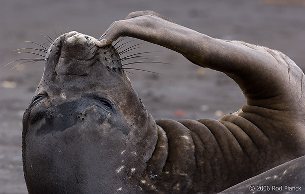 Southern Elephant Seal