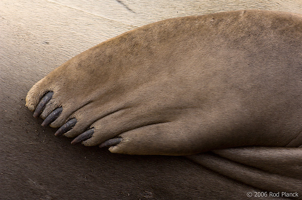 Southern Elephant Seal, Flipper Detail