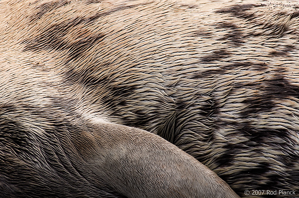 Weddell Seal on Beach, Flipper Detail (Leptonychotes weddellii), Paulet Island