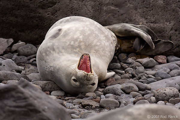 Weddell Seal on Beach (Leptonychotes weddellii), Paulet Island