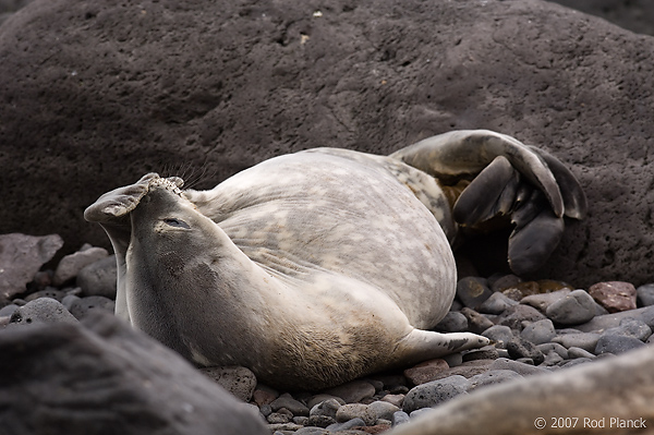 Weddell Seal on Beach (Leptonychotes weddellii), Paulet Island