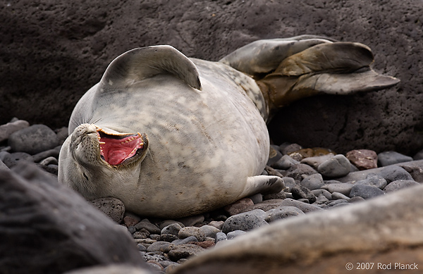 Weddell Seal on Beach (Leptonychotes weddellii), Paulet Island