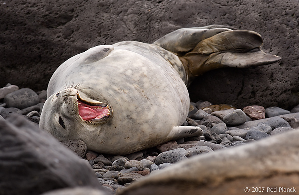 Weddell Seal on Beach (Leptonychotes weddellii), Paulet Island