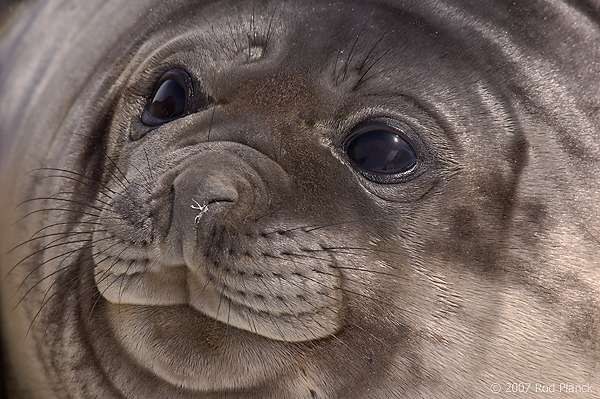 Southern Elephant Seal, Weaner, (Mirounga leonina),Godthul; South Georgia Island