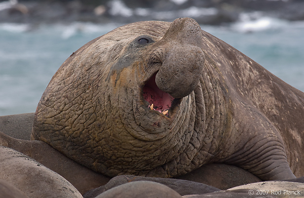 Southern Elephant Seal, Adult, Male (Mirounga leonina), Gold Harbour, South Georgia Island