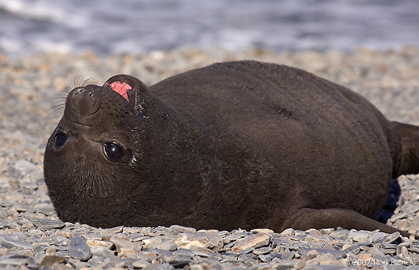 Southern Elephant Seal, Pup, (Mirounga leonina), Fortuna Bay, South Georgia Island