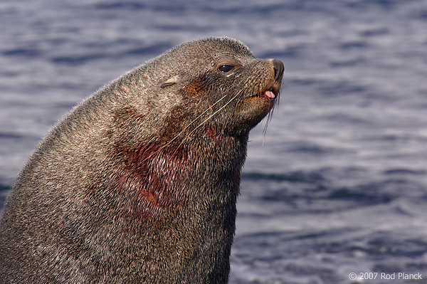 Antarctic Fur Seal, Adult Male, (Arctocephalus gazella), Fortuna Bay, South Georgia Island