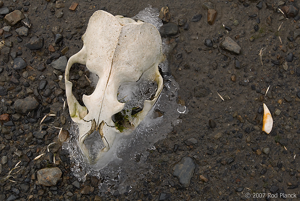 Antarctic Fur Seal Skull, (Arctocephalus gazella), Right Whale Bay, South Georgia Island