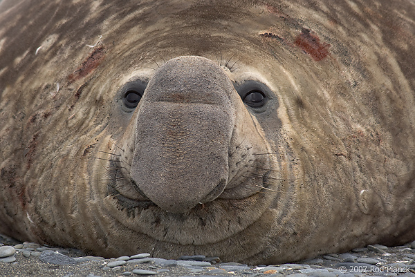 Southern Elephant Seal (Mirounga leonina), Male, Salisbury Plain, South Georgia Island