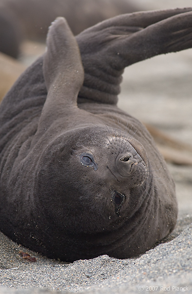 Southern Elephant Seal, Pup, (Mirounga leonina), Salisbury Plain, South Georgia Island