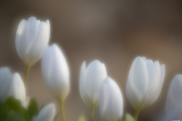 Bloodroot, Multiple Exposure, Spring, Upper Peninsula, Michigan