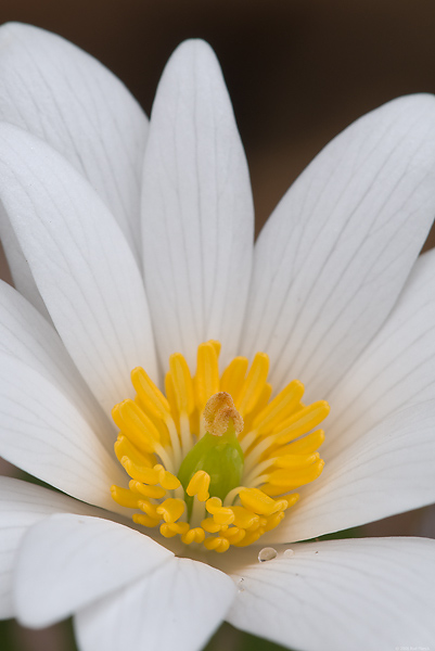 Bloodroot, Spring; Upper Peninsula; Michigan