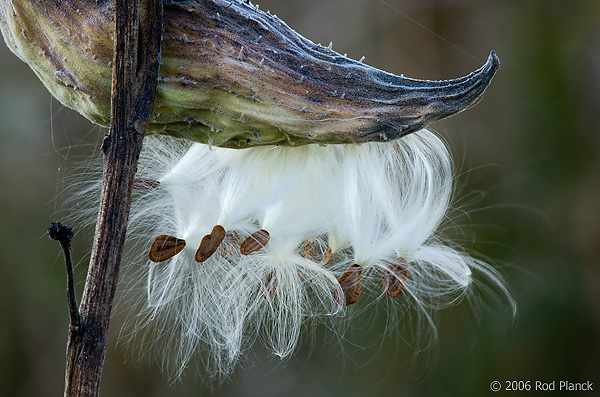 Common Milkweed Seedpod, Open, Autumn