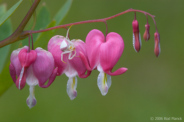 Goldenrod Crab Spider on Domestic Bleeding-hearts, Summer