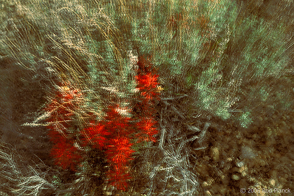 Desert Paintbrush and Sage, Multiple Exposures, Spring