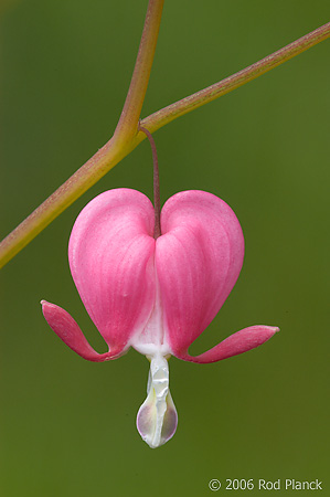 Domestic Flower, Bleeding-heart, Summer