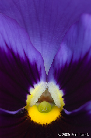 Pansy, Domestic Flower, Close-up, Summer