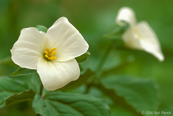 Large-flowered Trillium, Spring