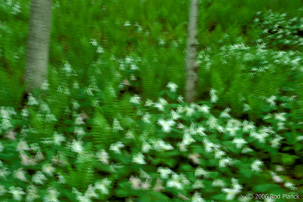 Large-flowered Trillium Field, Spring