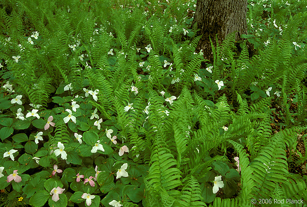 Large-flowered Trilliums and Ostrich Ferns, Spring