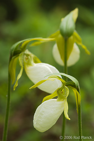 Pink Lady's-slipper Orchid, White Morph, (Cypripedium acaule), Summer, Michigan, Protected Species