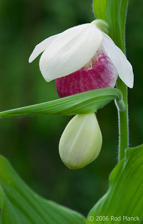 Showy Lady's-slipper Orchid (Cypripedium reginae) Summer, Upper Peninsula, Michigan, Protected Wildflower, Largest Northern Orchid