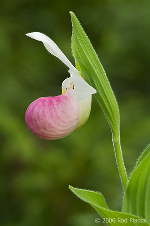 Showy Lady's-slipper Orchid (Cypripedium reginae) Summer, Upper Peninsula, Michigan, Protected Wildflower, Largest Northern Orchid