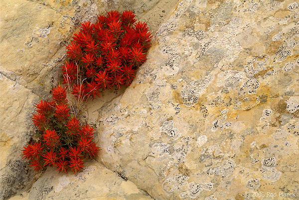 Slickrock Paintbrush, Spring