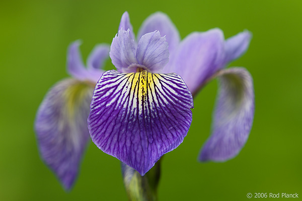 Wild Iris, (Iris versicolor), Summer, Michigan, Protected Species