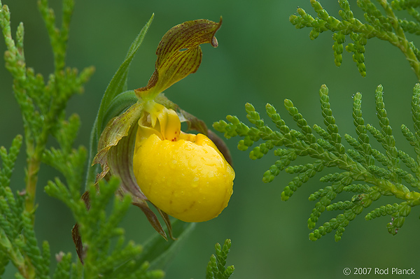 Yellow Lady's-slipper Orchid, (Cypripedium calceolus), Summer, Michigan