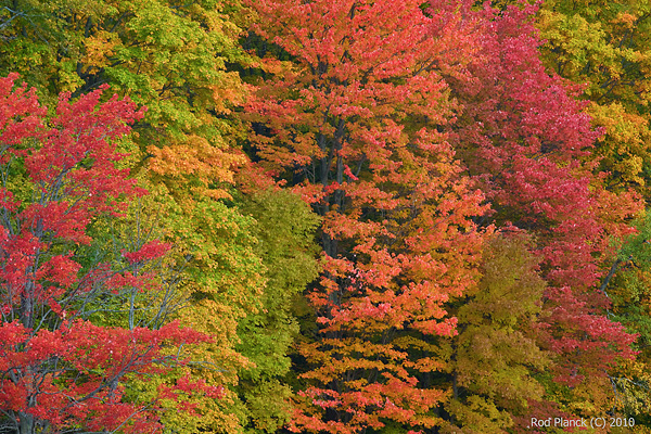 Beech and Maple Forest, Autumn, Northern Michigan