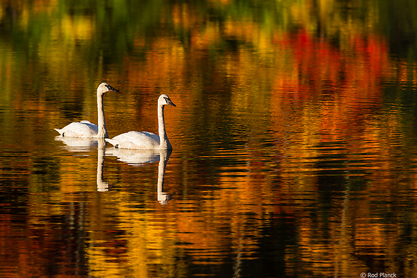Trumpeter Swans, Ottawa National Forest, Ultimate Autumn Forest and Lake Superior Shoreline, MI