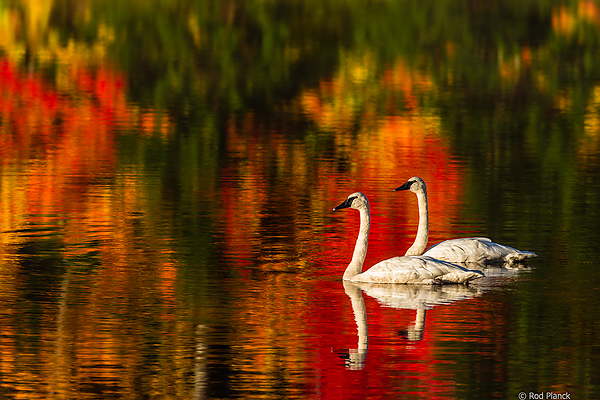 Trumpeter Swans, Ottawa National Forest, Ultimate Autumn Forest and Lake Superior Shoreline, MI