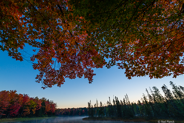 Back Lighting on Maple Leaves, Ottawa National Forest, MI