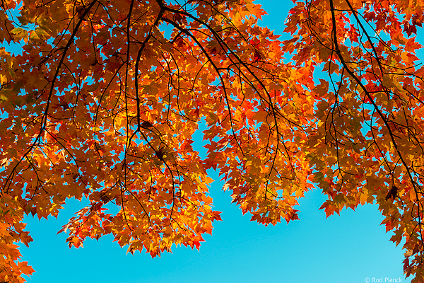 Back Lighting on Maple Leaves, Ottawa National Forest, MI