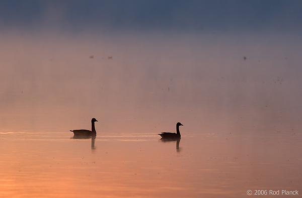 Canada Geese in Fog, Dawn, (Branta canadensis), Summer, Northern Michigan Canada Geese in Fog, Dawn, (Branta canadensis), Summer, Northern Michigan