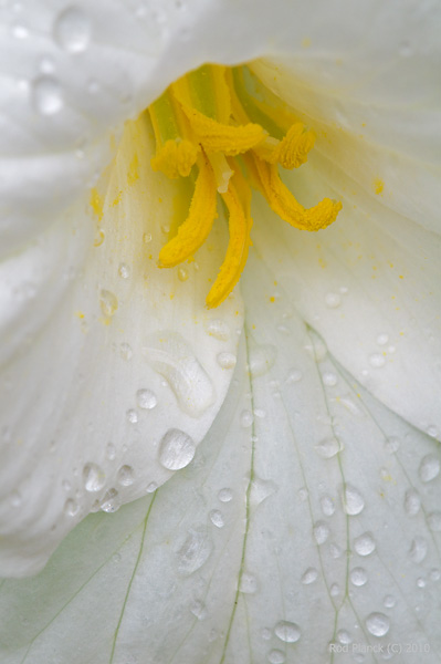 Large-flowered Trillium (Trillium grandiflorum), Late Spring, Early Summer, Michigan Large-flowered Trillium (Trillium grandiflorum), Late Spring, Early Summer, Michigan