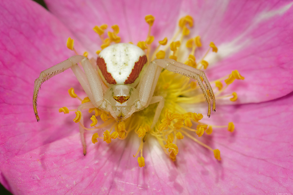 Goldenrod Crab Spider on Wild Rose, Upper Peninsula, Michigan Goldenrod Crab Spider on Wild Rose, Upper Peninsula, Michigan