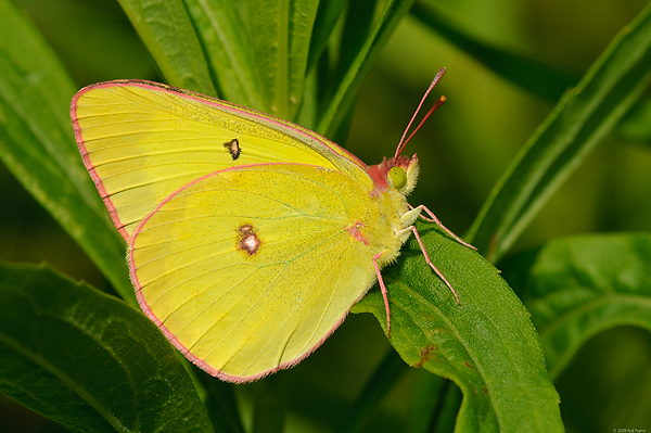 Orange Sulphur Butterfly, (Colias eurytheme), Upper Peninsula, Michigan