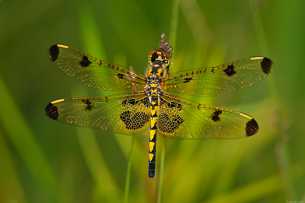 Calico Pennant, Female, (Celithemis elisa), Upper Peninsula, Michigan Calico Pennant, Female, (Celithemis elisa), Upper Peninsula, Michigan