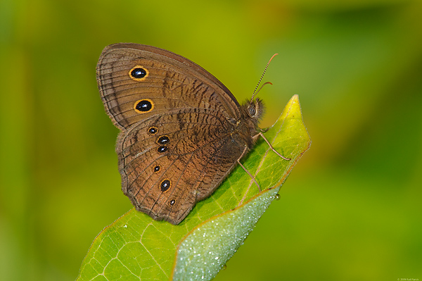 Wood Nymph Butterfly, (Cercyonis pegala), Upper Peninsula, Michigan Wood Nymph Butterfly, (Cercyonis pegala), Upper Peninsula, Michigan