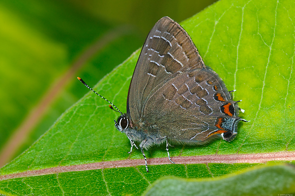 Striped Hairstreak Butterfly, (Satyrium liparops strigosum), Upper Peninsula, Michigan Striped Hairstreak Butterfly, (Satyrium liparops strigosum), Upper Peninsula, Michigan