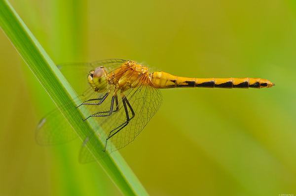 Meadowhawk Dragonfly, Female, (Sympetrum sp.), Eastern Upper Peninsula, Michigan